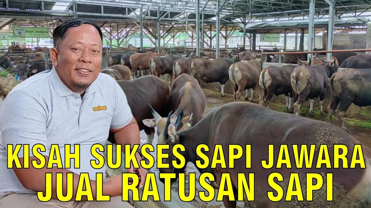 
                                 Peternakan-Sapi-Jawara-Sukses-Jual-Ratusan-Sapi-Qurban